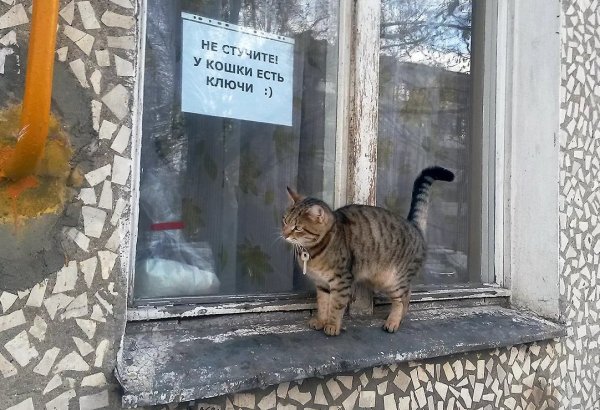 Кошки юмор