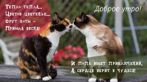 Доброе утро Весна котики с надписями