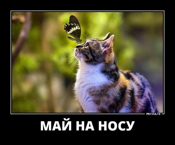 Весенние кошки