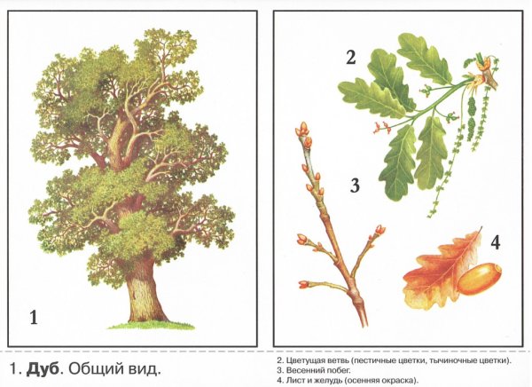 Деревья для дошкольников