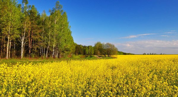 Природа в деревне весной