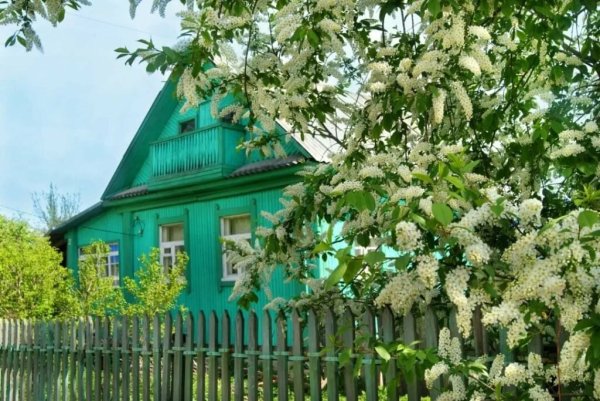 Вишневый сад цветет дача