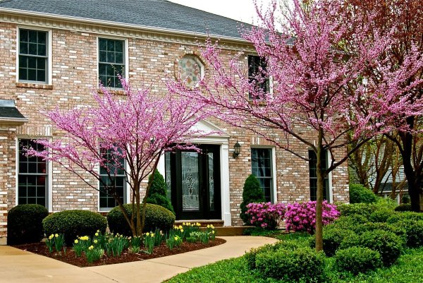 Палисадник вишневый сад