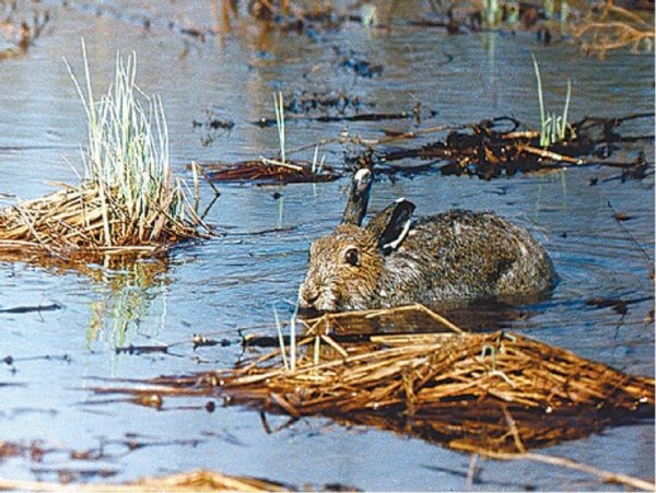 Зайцы в половодье