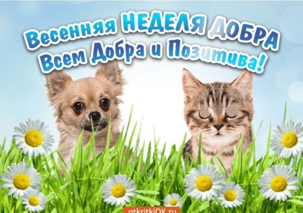 Художница Виктория Кирдий