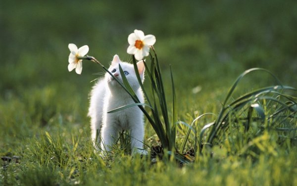 Солнце радость