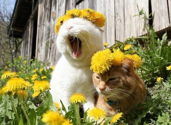 Цветы в ботинках