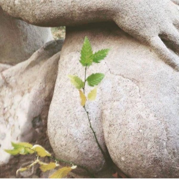 Так хочется весны так хочется цветов