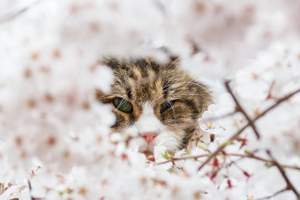 Весна март природа просыпается