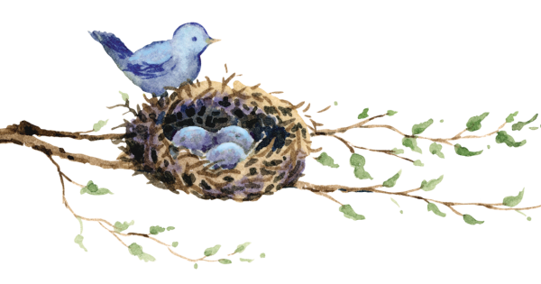 Гнезда птиц на белом фоне