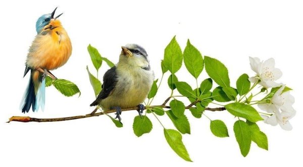 Вена на прозрачном фоне