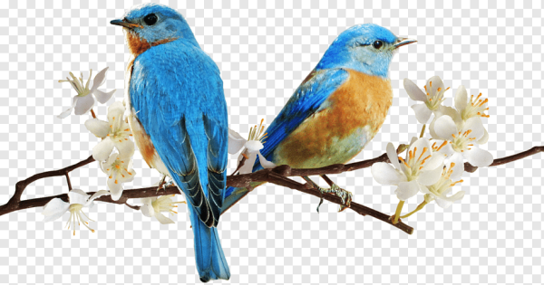 Весенние птицы на белом фоне