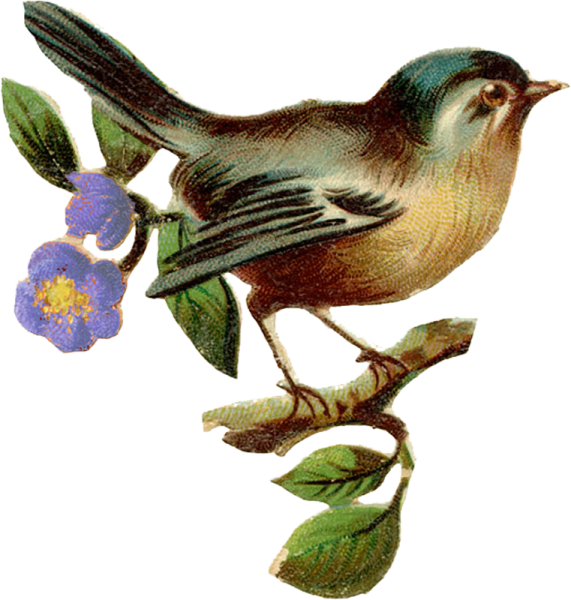 Птица в гнезде на прозрачном фоне