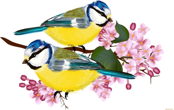 Скворечник на прозрачном фоне