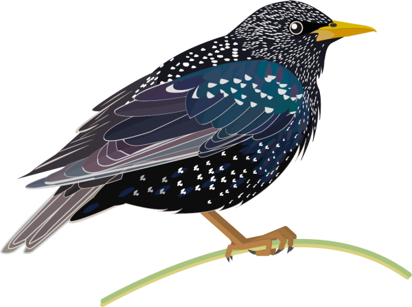 Рамочка Весенняя на прозрачном фоне