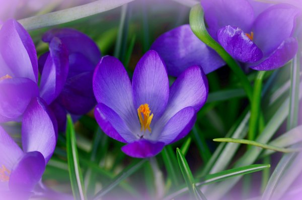 Открытка «Весна»