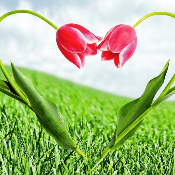 Тюльпаны в виде сердца