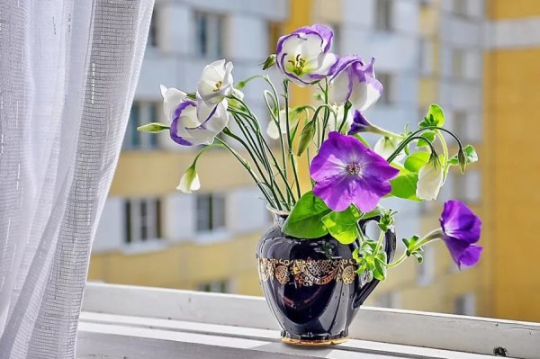 Подснежники в январе