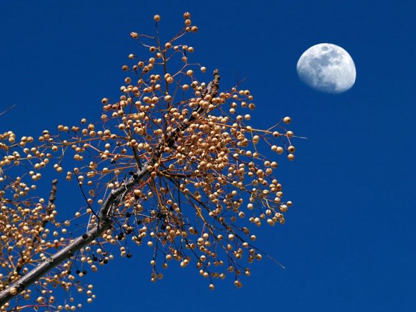 Весенняя ночь