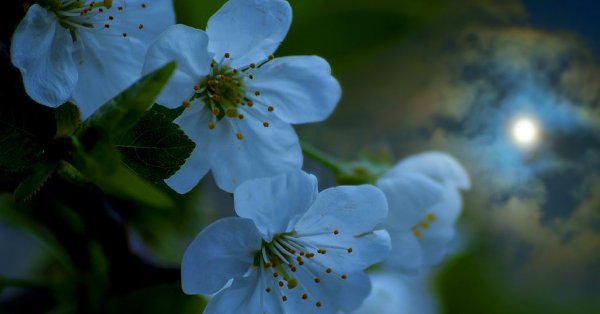 Голые ветки