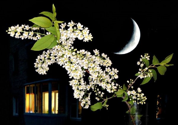 Ночная природа