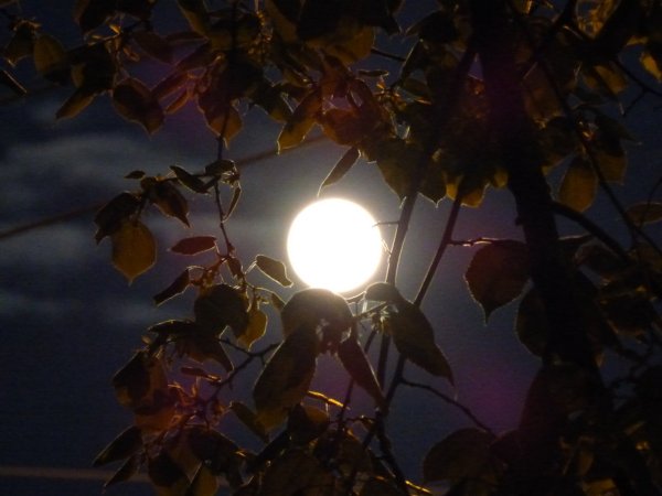 Девушка под сакурой