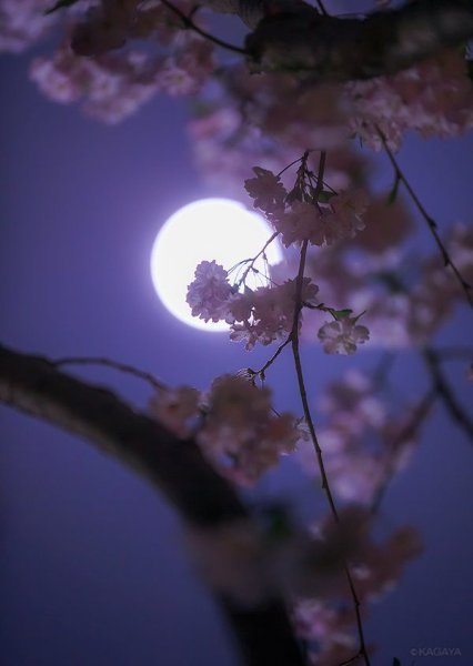 Луна и Цветущий сад