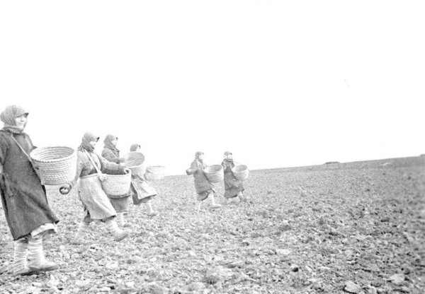 Сельское хозяйство СССР В годы Великой Отечественной войны