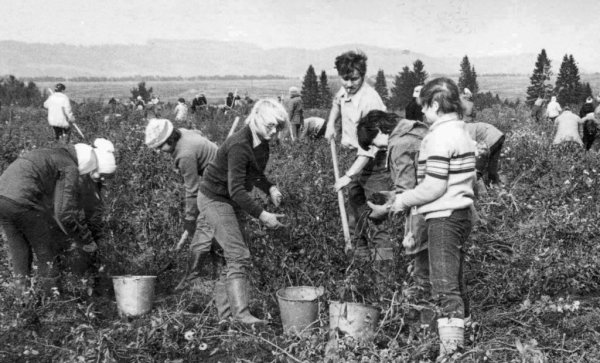 Кириллова Лариса Николаевна художник