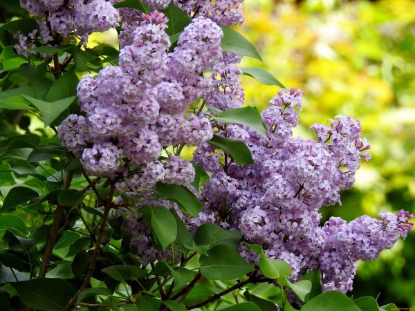 Сирень Альба