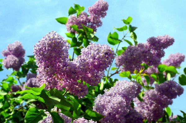 Апрельская сирень