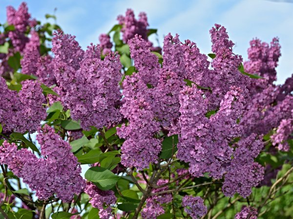 Весна сирень