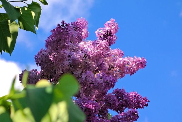 Сирень Гайзинькалнс