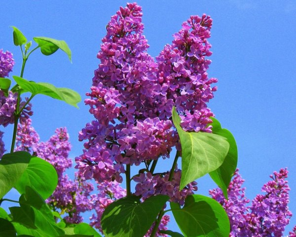 Цветы сирени