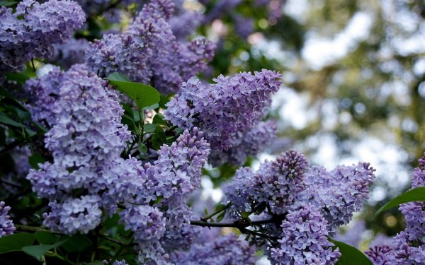 Куст сирени