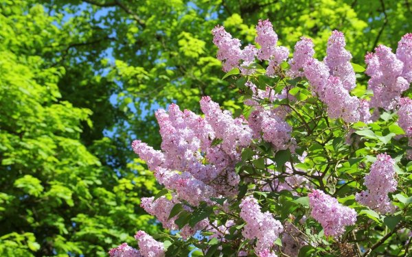 Майский сад сирень черёмуха