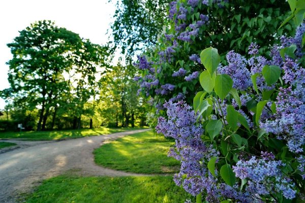 Сирень Айгуль