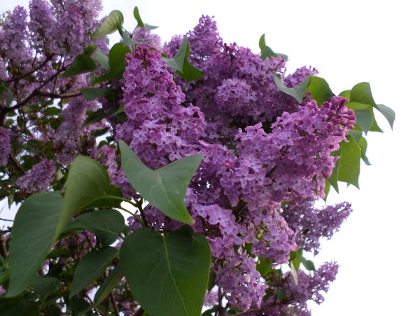 Сирень Юньнаньская