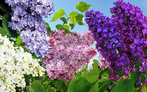 Сирень цветок сирени