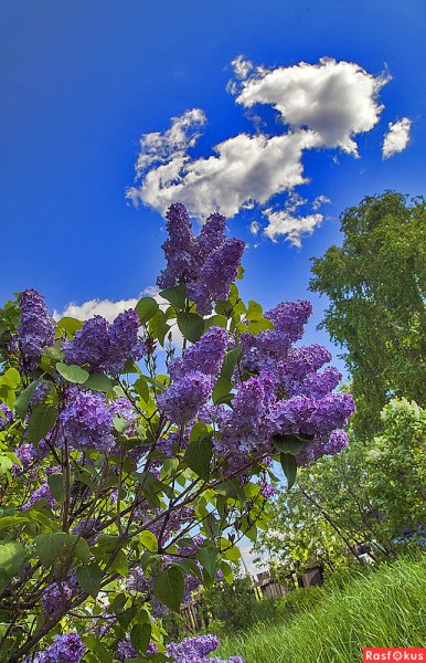 Цветение сирени