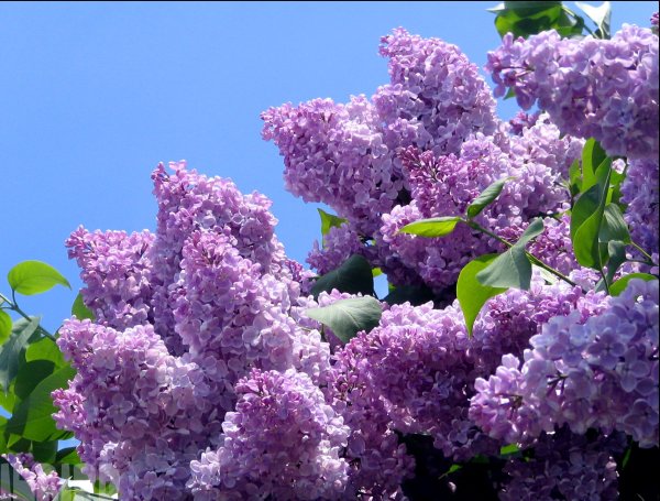 Сирень Садовая