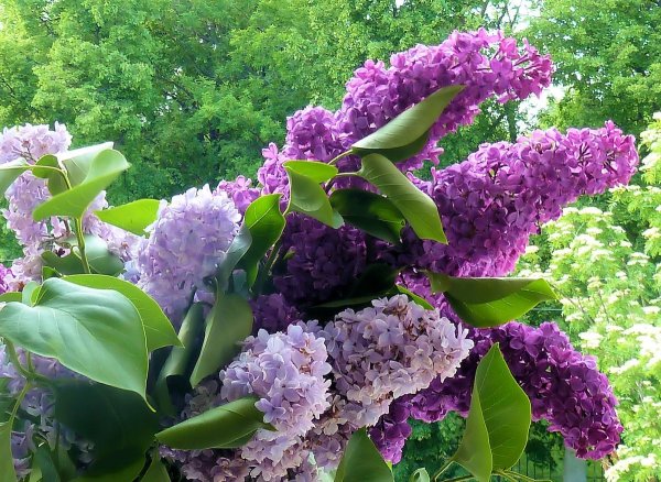 Сирень голубая