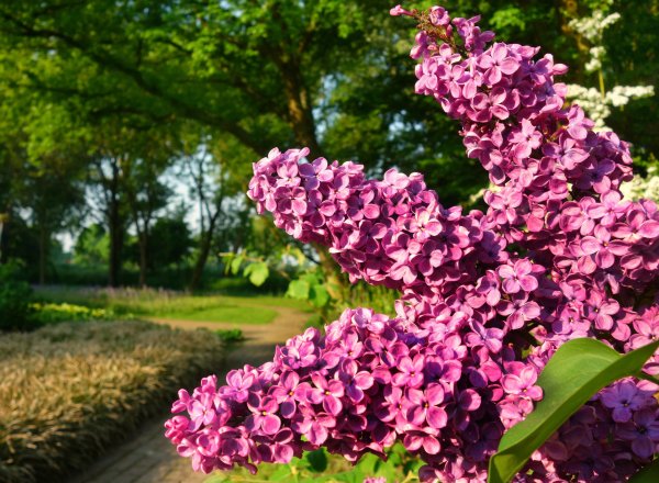 Растения сирень липа