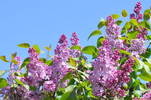 Сирень обыкновенная Катюша