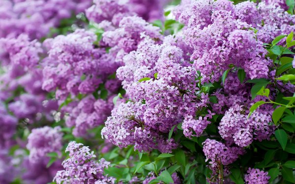 Сирень Кавур