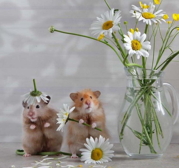 Доброе утро зайчик