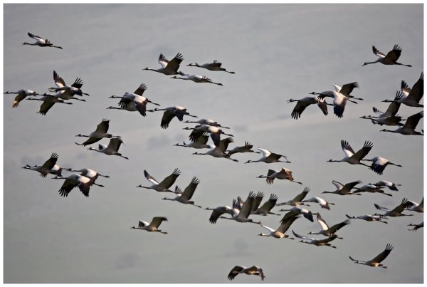 Весна птицы возвращаются