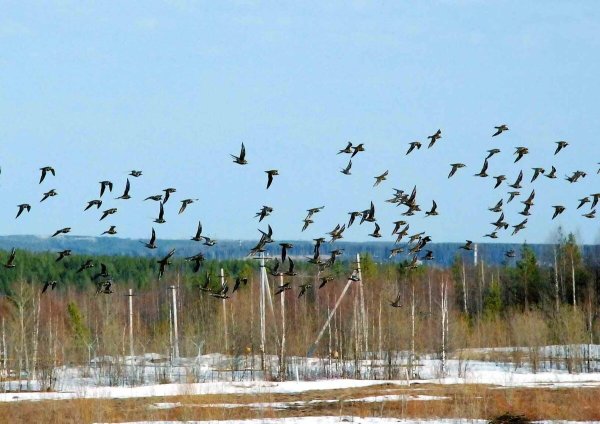 Весна птицы прилетели