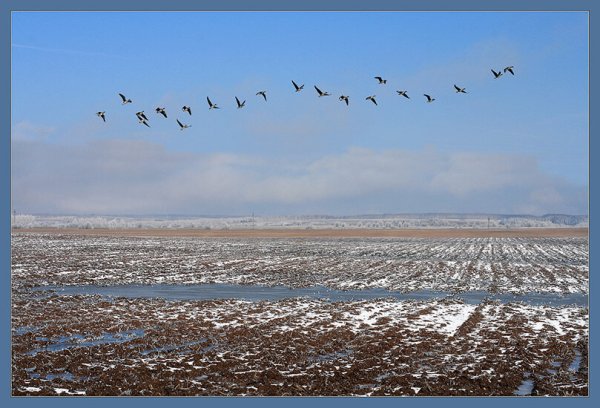 Весна птицы прилетели