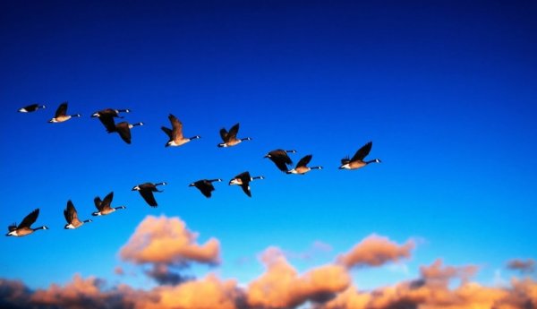 Прилетают перелетные птицы